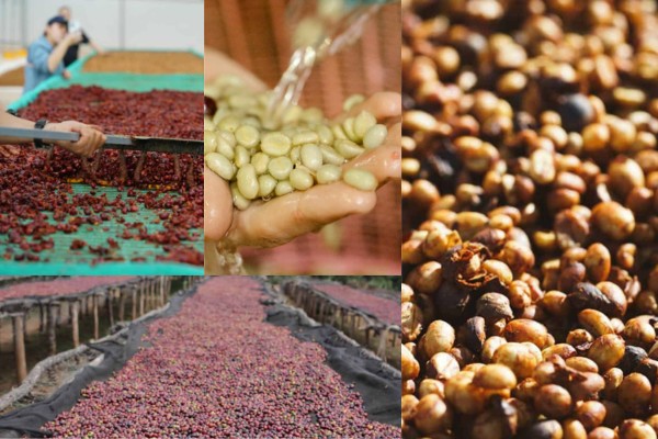 Thumbnail for A Guide to Coffee Processing Methods