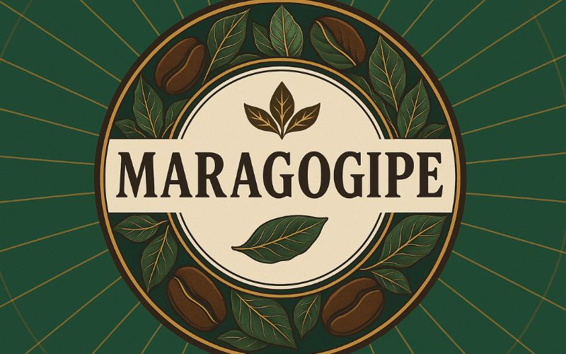 A hand holding the famously large Maragogipe coffee beans, comparing them to normal-sized beans.