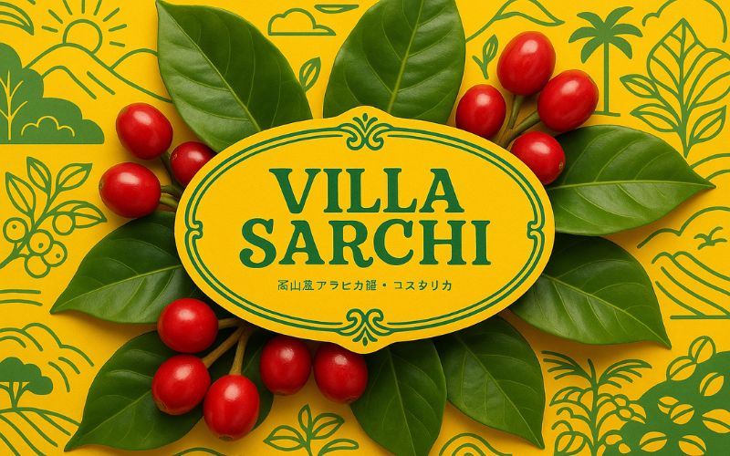 A compact Villa Sarchi coffee plant thriving on a high-altitude farm in Costa Rica.